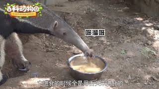 百科動物園 - 為什麼大食蟻獸的嘴是管狀的？