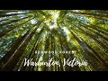 Redwood Forest, Warburton Victoria I  Yarra Ranges National Park | Australia