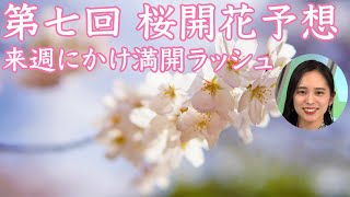 2023年第七回桜開花予想 来週にかけ満開ラッシュ