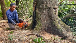 Blackened… cut down 2 old trees in the middle of the village ‼️