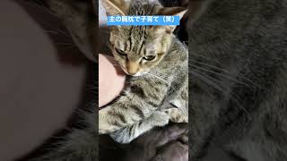 みぃちゃんママの子育ては主と一緒です！腕枕で赤ちゃんを抱っこしてます（笑） #猫 #cat #子猫 #日本家屋 #shorts #ママ #こたつ