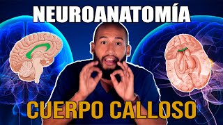 NEUROANATOMÍA - Cuerpo Calloso (Caras, Bordes, Configuración Interna, Forceps, Tapetum)