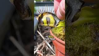 Slug vs Flytrap Update