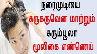 நரைமுடியை  கருகருவென மாற்றும் கரும்பூலா மூலிகை எண்ணெய்.! Health Care \u0026 Beauty Tips Tamil