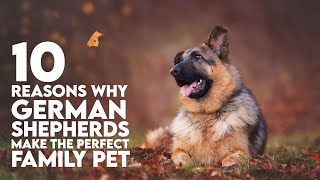 10 Reasons Why German Shepherds Make the Perfect Family Pet