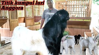 PUTRA RAMBAH FARM, JUAL HASIL BREEDING LURI ANGGORA, HARGA MULAI 2 JUTA KOMA @alekbudisantoso9048