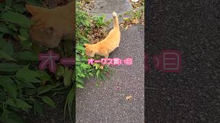 【猫】茶トラのサスケ＆サビ猫のビスケの動画にオークスの買い目を載せてみた【癒し】#shorts