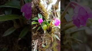 #orquídeas #epidendrum #perú