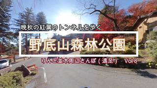 【紅葉のトンネルを歩く　野底山森林公園（飯田市上郷）】りんご並木周辺さんぽ（遠足）VOL.8