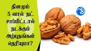 தினமும் 5 வால் நட் சாப்பிட்டால் நடக்கும் அற்புதங்கள் தெரியுமா? - Tamil TV