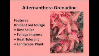 Alternanthera Grenadine Calico Foliage Plant Proven Winners