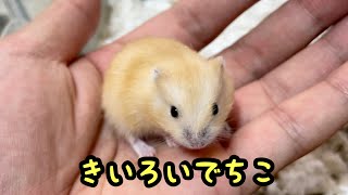 黄色いでちこを初めて触る【ジャンガリアン】