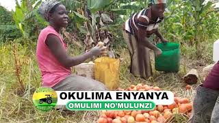 Okulima enyanya part four