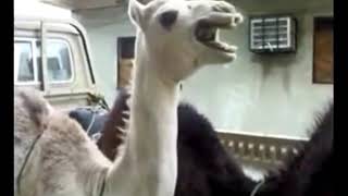 Camel makes funny sounds