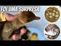 Nascimento de Pato chocolate | Codorna Chinesa e Gansa chocando