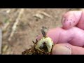 kleiner nest erdstern geastrum quadrifidum und grauspecht picus canus rufe • anfang april 2018