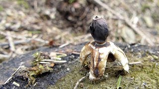 Kleiner Nest-Erdstern (Geastrum quadrifidum) und Grauspecht (Picus canus)-Rufe • Anfang April 2018