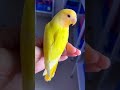 yellow love bird shorts birds