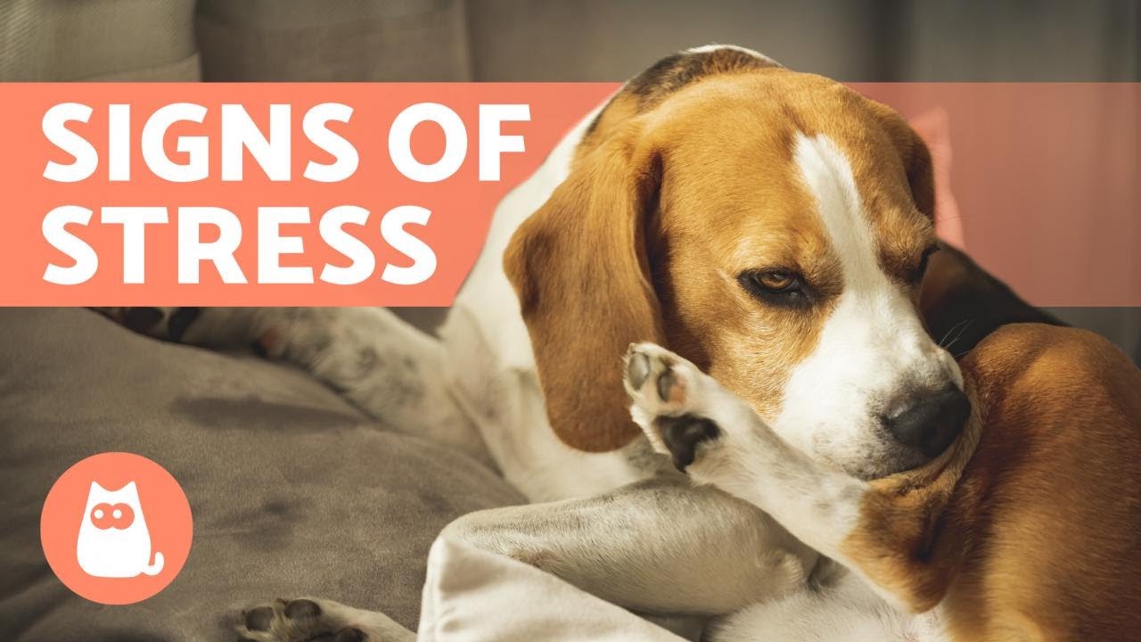 10 Signs Of Stress In Dogs рџђ How To Help With Anxiety вђ Housepetscare
