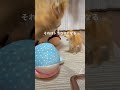 バケモノに立ち向かう豆柴　 豆柴 柴犬 dog shibainu puppy 子犬 funny