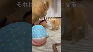 バケモノに立ち向かう豆柴　#豆柴 #柴犬 #dog #shibainu #puppy #子犬 #funny