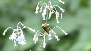 Common Straight Swift on Clematis イチモンジセセリがクサボタンに訪花吸蜜