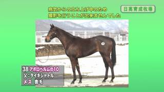 【2012育成馬展示会　調教映像】№38 アポロヘルムの10