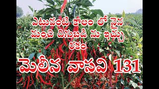 F1 Hybrid Chilli MELYNA VASAVI 131, 7483504247 , 7337646464 (Farmer Care), KADDI BYADAGI