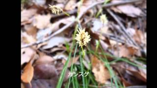 横浜自然観察の森H270322初夏の山野草