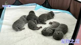 【宠物之道】主人给小奶猫换地方，母猫生气离开，大嗓门猫宝宝一嗓子喊回母猫