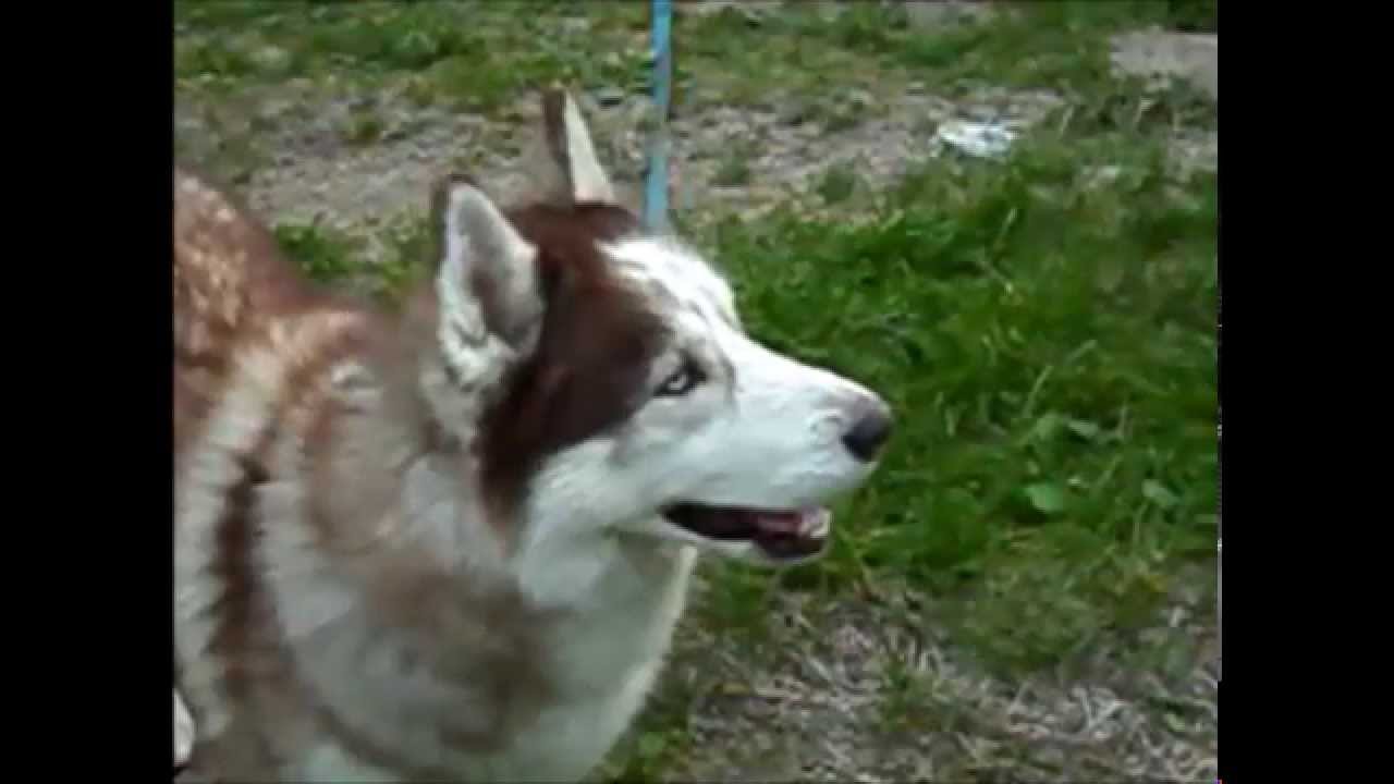 Husky Youtube