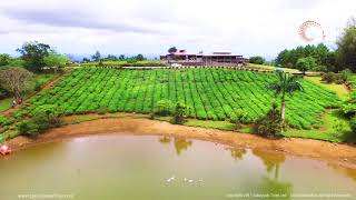 Discover Tea Factory of Bois Cheri