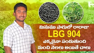 కొత్త రకం మినుము సాగు LBG 904 black gram cultivation in Telugu Raithannaki thoduga