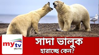 কয়েকবছরেই বিলুপ্ত হবে সাদা ভালুক | White Bear | Bangla News | Mytv News