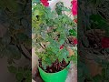 rose plant🌹 today growingup growing plants garden leaves today roses root fun growbag fun