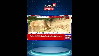 Madurai Jallikattu Bulls | மதுரையில் ஜல்லிக்கட்டு போட்டிக்கு தயாராகி வரும் காளைகள் | N18S