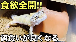 餌食い良くなってきたレオパ達がデュビアをたくさん食べる【爬虫類】