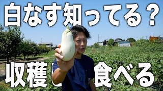 【畑メシ】白ナスを収穫して食すだけの動画