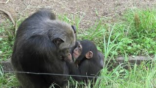 僕の素敵なチコ叔母ちゃん！　イブキ  My great aunt Chiko!  by Ibuki   チンパンジー　多摩動物公園