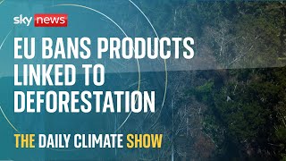 Sustainability: European Union bans imports of products linked to deforestation