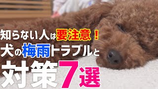 【知らないと危険】犬が梅雨時期に起こるトラブルと対策7選