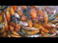 thousands of koi fish fighting for food china