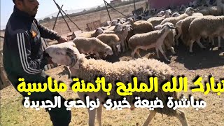 حصريا.. مباشرة من ضيعة خيري نواحي الجديدة والحولي ديال العيد باثمنة مناسبة والجودة عالية