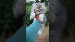 Grey persian kittens | Persian cats for life | Persian cats for sale | Doll face persian cats | cats