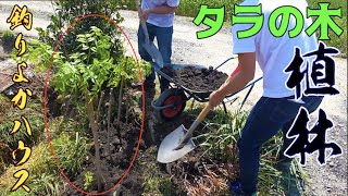 釣りよかハウスにタラの木を植える！！