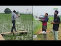 up में धान की खेती का स्मार्ट तरीका how farmers are growing rice without flooding fields