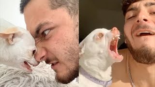 Angry Chihuahua Videos Compilation | Angry Moment of Funny Chihuahua Dog
