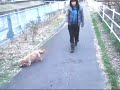 リード小型犬の使用時の事例　お散歩の様子