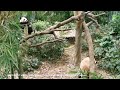 giant panda le le happy day w jia jia 大熊猫叻叻和嘉嘉妈妈平凡幸福的一天 @ 新加坡河川生态园