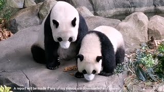 Giant Panda Le Le happy day w/Jia Jia 大熊猫叻叻和嘉嘉妈妈平凡幸福的一天 @ 新加坡河川生态园